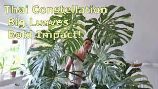 How to Grow Monstera Thai Constellation Indoors │ Tips Challenges and Success [upl. by Otti]