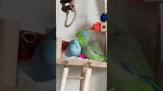 What happened 🦜🤣parrotlets Parrot Birds [upl. by Lilith]