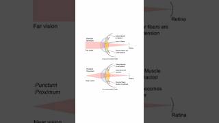 What is Punctum proximumWhat is Punctum remotum optometrystudent tamilvideo shorts optometry [upl. by Mccormac]