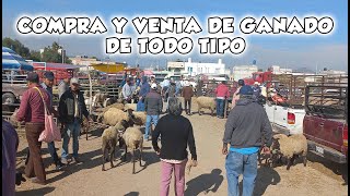 Gran Tianguis de Ganado en Mexico Mas COMPRA Y VENTA [upl. by Carmina]