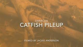 Catfish Pileup [upl. by Nada]