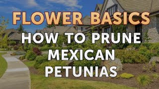 How to Prune Mexican Petunias [upl. by Notniuqal596]