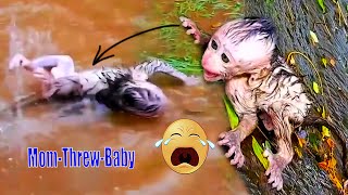 The baby monkey screamedinfearofthemotherthatwassoangryandthrewhimintowaterafterrain [upl. by Atinek]