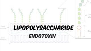 Lipopolysaccharide LPS Endotoxin  gramnegative bacteria in Hindiurdu [upl. by Lamoree]