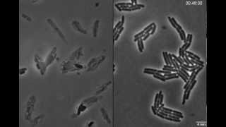 Exploding bacteria with penicillin [upl. by Ennelram]