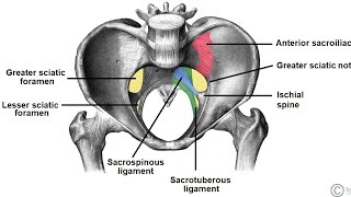 sacrospinous and sacrotuberous ligaments and sciatic foramen دخالد البكوش part6 [upl. by Ive]