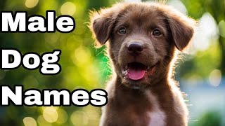 Best MALE Dog Names Ideas 2024  Unique amp Cute Boy Dog Names india [upl. by Einaled]