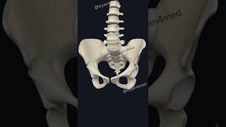 pelvic bone anatomy [upl. by Shippee]