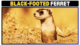 The Remarkable Resilience of the BlackFooted Ferret A Conservation Success Story [upl. by Ahsenhoj392]