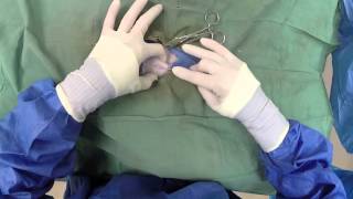 Dog Neuter Video  Canine Castration [upl. by Iover]