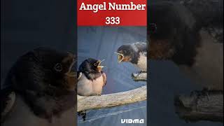 Angel Number 333 Meaning in Hindi l Angel Number shorts trendingshorts [upl. by Stephanus]