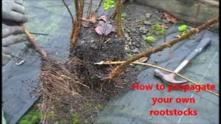 How to propagate your own rootstocks [upl. by Egidio346]