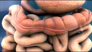 3D Medical Animation  Peristalsis in Large IntestineBowel  ABP © [upl. by Zachariah55]