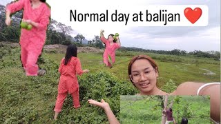 normal day at my village balijan  village life arunachal pradesh home [upl. by Salas]