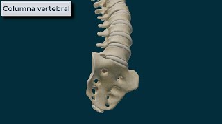 Columna Vertebral Generalidades [upl. by Asenad]