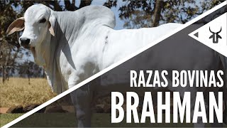 Brahman  Razas bovinas [upl. by Ham]