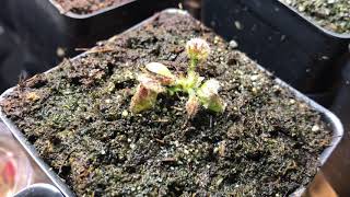 Cephalotus leaf pulling vs root cutting [upl. by Nygem]