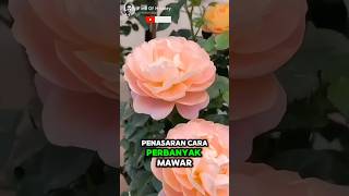 Unbelievable How to Plant Roses with Unique Techniques🌟🌹 Part 01 🌍 shorts short unique [upl. by Llebana418]