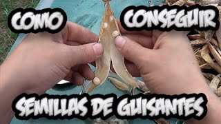 Como Conseguir Semilla De  Guisantes  Semillas Organicas  La Huertina De Toni [upl. by Lladnew]