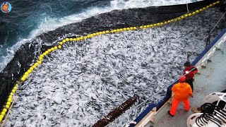 Habilidades para pescar sardinas  Los pescadores capturan así toneladas de sardinas [upl. by Eceinwahs315]