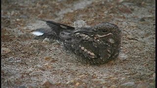 Engoulevent d Europe  European Nightjar  Ziegenmelker  Caprimulgus europaeus [upl. by Esinej736]