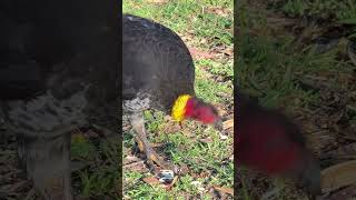 Brush turkey Индейка [upl. by Allan62]