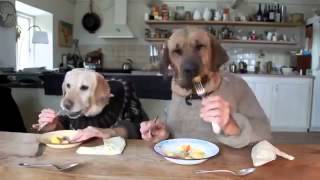 TWO DOGS DINING YouTube [upl. by Callida264]