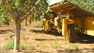 Pistachio Harvesting in New Mexico [upl. by Steffi]