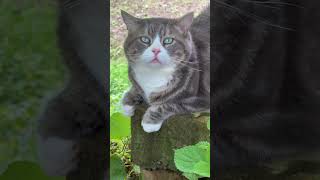 Cuteness cat cute funnyshorts funny catlover cutecat shortvideo shorts [upl. by Spanos568]