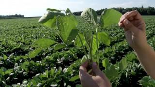 How to Take a Soybean Leaf Sample [upl. by Mayer]