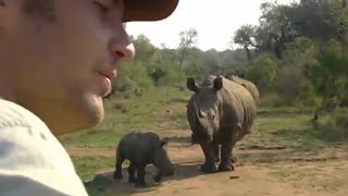 Lucky Escape from a Black Rhino  Ultimate Killers  BBC Earth [upl. by Ensign96]