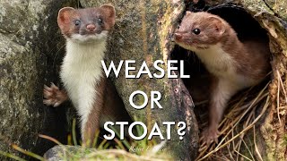 Weasel or Stoat How to Tell the Difference  Discover Wildlife  Robert E Fuller [upl. by Sosthena604]