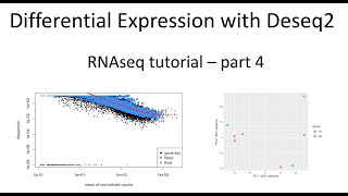 RNAseq tutorial – part 4 – Differential expression analysis with Deseq2 [upl. by Dav846]