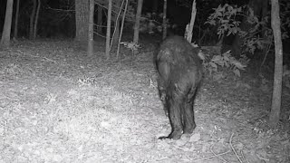 North Carolina Bigfoot Like Cryptid Captured on Gamecam Purported to Be Dogman [upl. by Boelter629]