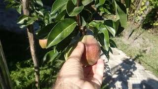 Parul Kieffer 2020Kieffer pear tree [upl. by Odraleba]