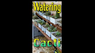 Watering Wonders Caring for a 50 Cactus Collection [upl. by Anana]