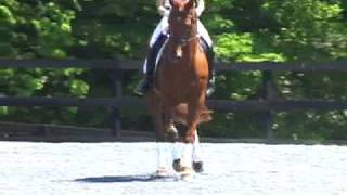 Adonis Stallion Video [upl. by Phippen]