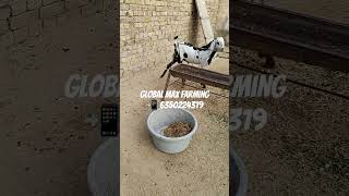 Global Max Pig Farming [upl. by Shannan]