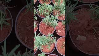 RoseMary Plants In Telugu  RoseMary  Ashok Chakra Nursery  Kadiyam Abbai [upl. by Hephzipah]