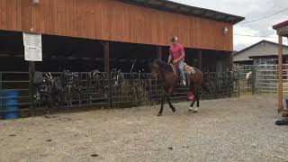 Sold323 15 yr old 16 HH bay TB gelding 1250 [upl. by Higbee]