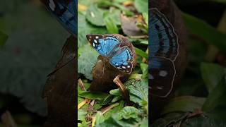 Borboletamarinheira brazil butterfly borboleta macro animals nature natureza [upl. by Joice]