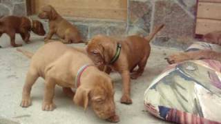 Zöldmáli Wirehaired Vizsla pups [upl. by Sinnal]