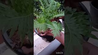 Blechnum Silver Lady Dwarf Evergreen indoorplants garden [upl. by Isla]