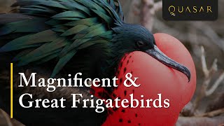 Magnificent amp Great Frigatebirds Footage In The Galapagos from Quasar [upl. by Mandelbaum]