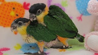 7 week old Baby Black Headed Caique Parrot Sisters [upl. by Kleper]