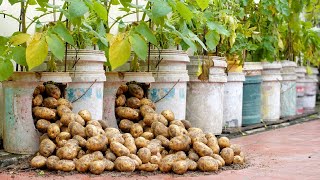 Try this Potato growing method now youll never have to buy Potatoes again [upl. by Oalsecnew]