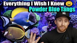 Everything You Need to Know About Powder Blue and Powder Brown Tangs  Watch BEFORE you BUY 🚨‼️ [upl. by Nnav78]