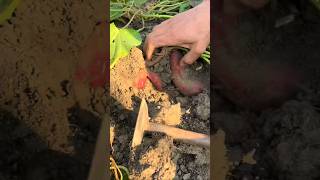 YT 117 Main stem grafting  rural areas and farmers Support agriculture subscribe [upl. by Vivyanne]