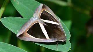 The Triangularstriped Moth  Chalciope Mygdon [upl. by Placido]