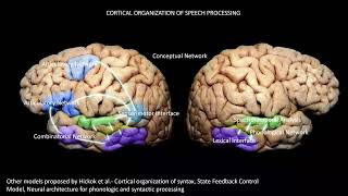 Motor amp Speech White Matter Anatomy  ASNM Fall Virtual Meeting 2024 [upl. by Ssej607]